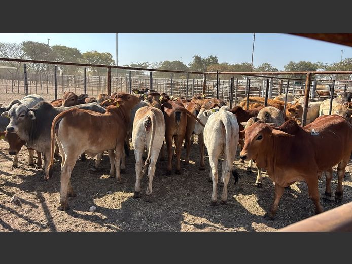 AGRA GROOTFONTEIN WEANER AUCTION