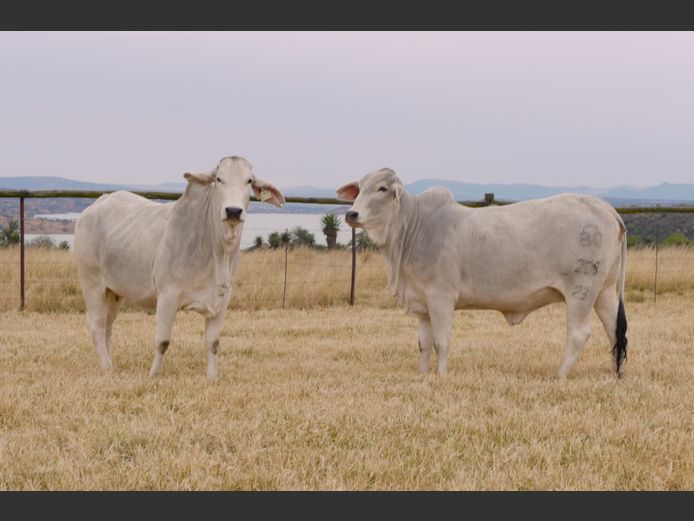Commercial Animals