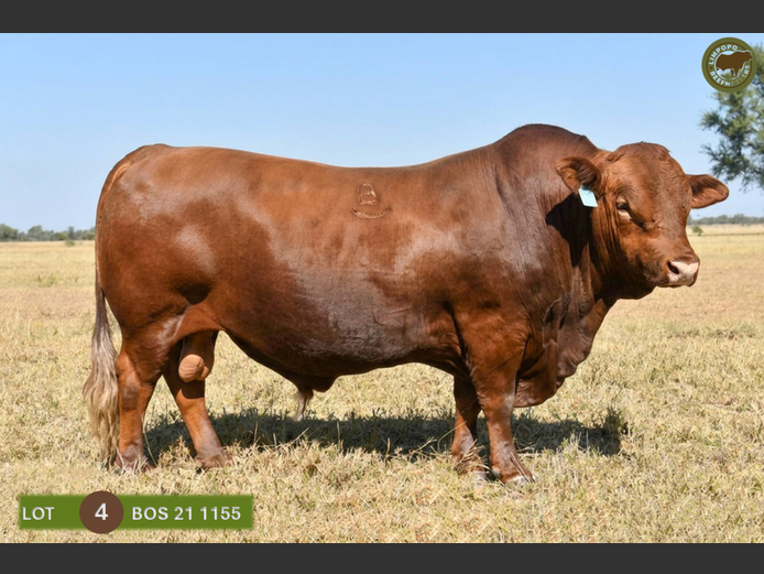 BOS211155 | G.A. STEENKAMP