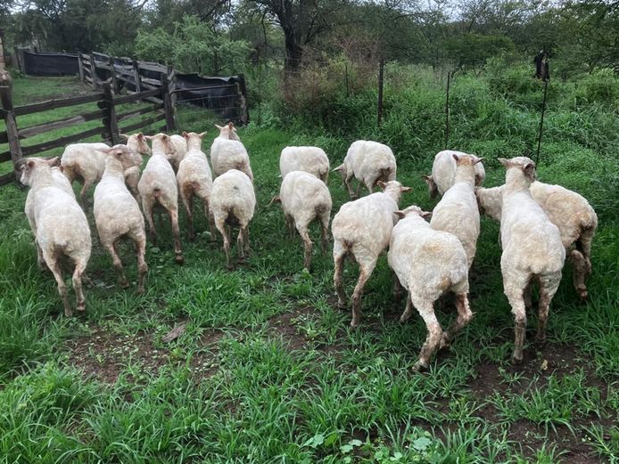 Full Mouth Merino Ewes