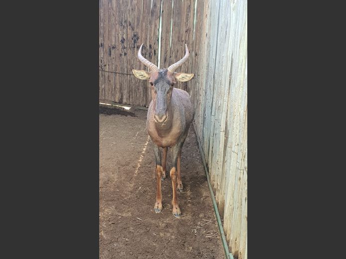 Tsessebe | Helicon M 