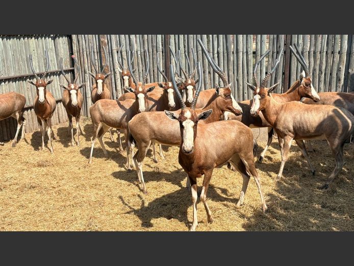 Blesbok Ooie