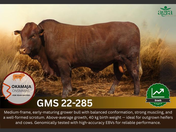 GMS 220285 HH(c) | OKAMAJA BONSMARA