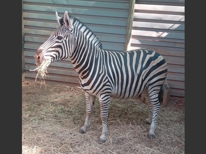 Zebra | NYLSVLEI GAME