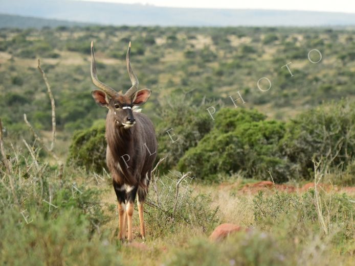 NYALA TROPHY BULL | SIGNATURE WILDLIFE