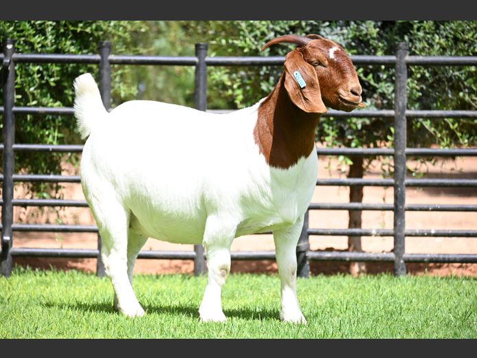 776240126 | Nico Botha Boerbokstoet