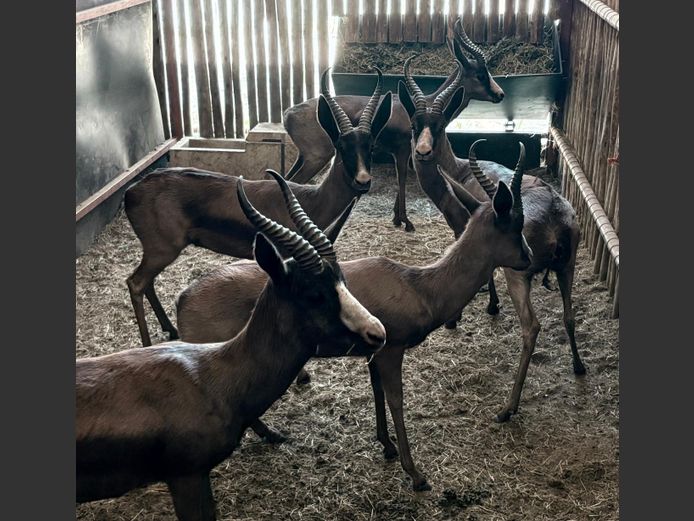 Swart Springbok Jag Ramme