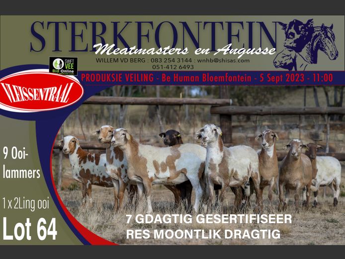 Ewes | Sterkfontein Meatmasters