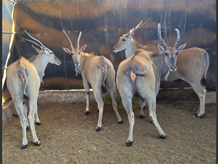 ELAND | IMPISI SAFARIS