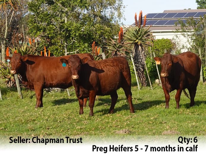 Commercial Animals | Chapman Trust