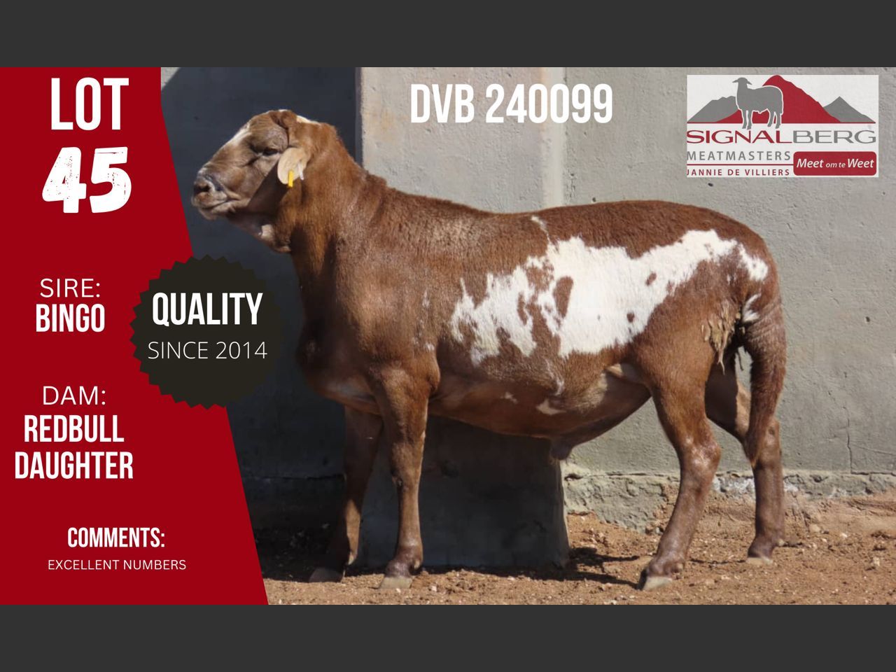 Lot 45 | SIGNALBERG MEATMASTERS 12TH MEATMASTER RAM AUCTION | SwiftVEE ...