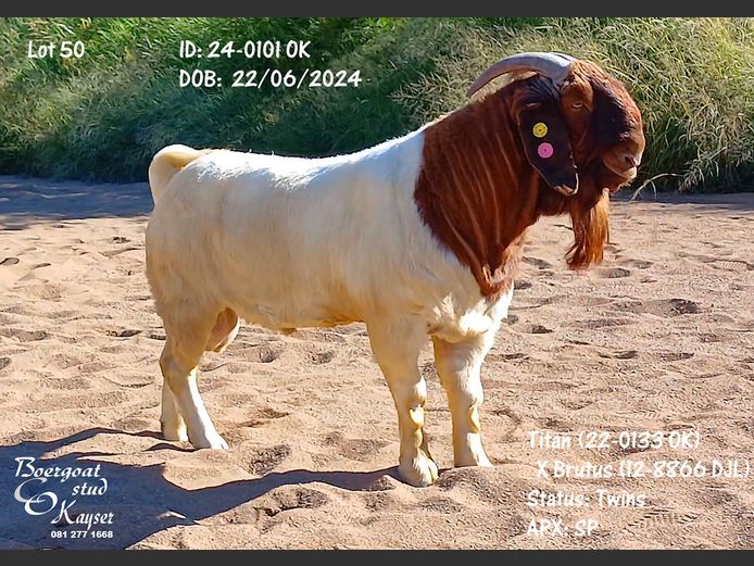 24-0101 OK Kayser Boergoat Stud