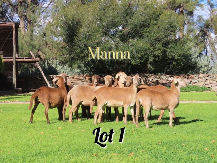 Ewes | Manna