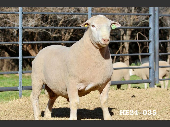 HE 240035 | EKSTEEN’S HATARI DORMER STUD