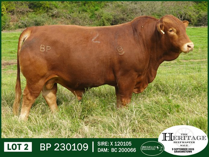 BP 230109 HH | BEGELLY BEEFMASTERS