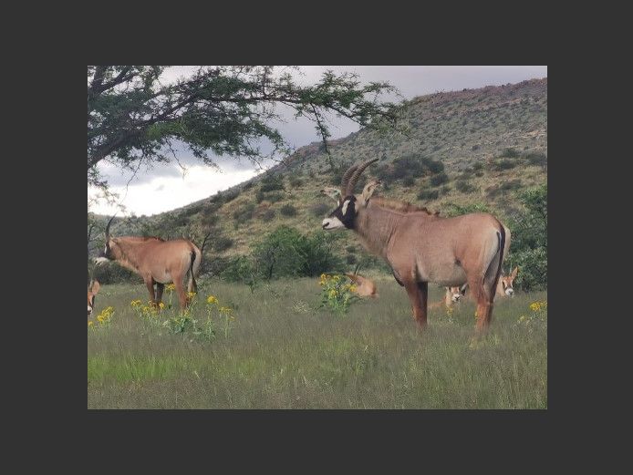 Roan Cow plus Calf | Richard Cawood