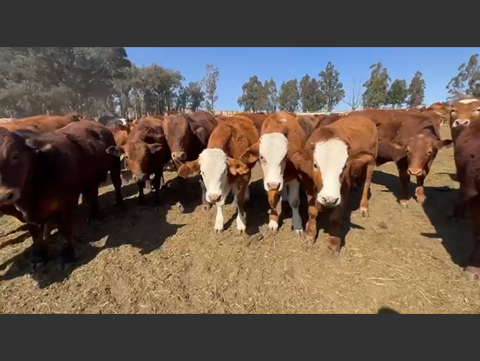 Weaners 