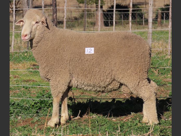 207 | Rooipoort Poenskop Merinos