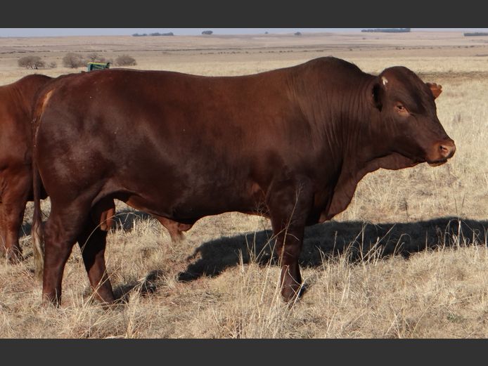 CCW 230037 | C. CILLIERS