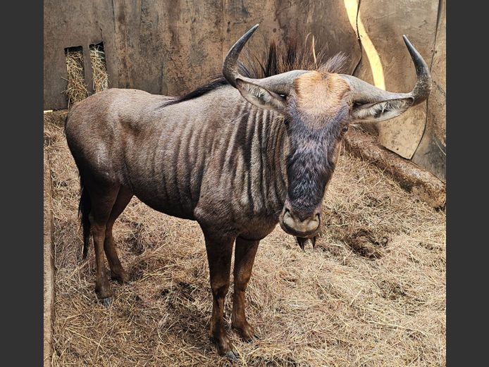 BLOUWILDEBEES | SCHOEMAN BOERDERY