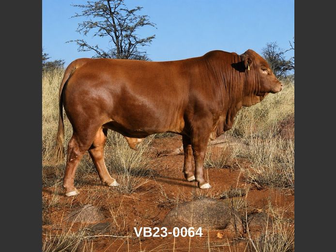 23-0064VB | VLEISBLOK BEEFMASTERS