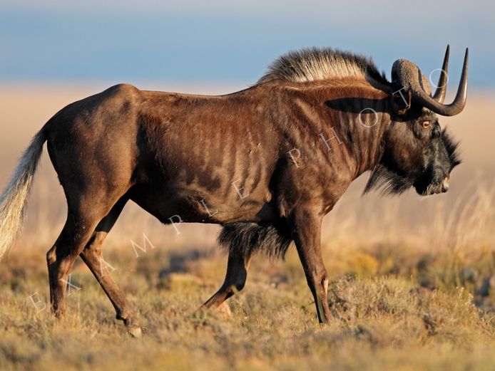 BLACK WILDEBEEST TROPHY BULLS | INYATHI