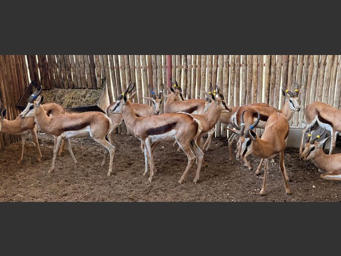 Springbok Jagramme