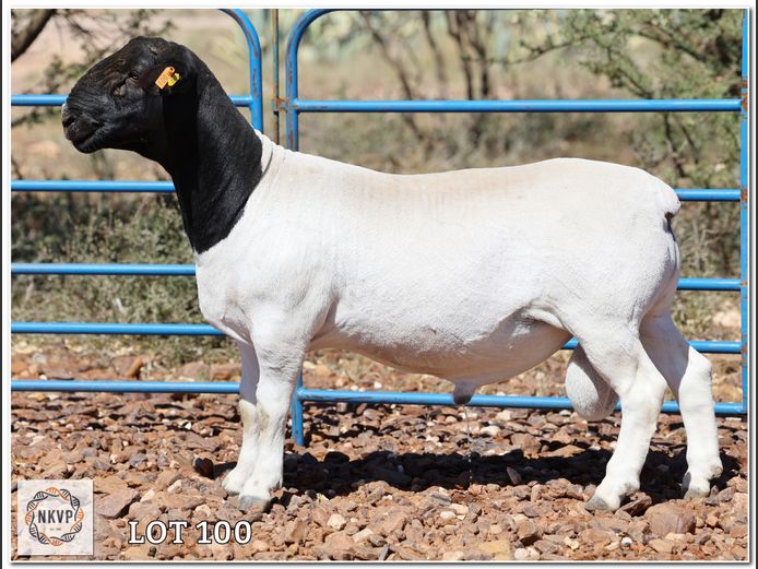 1772 24 0262 | H.G. HUMAN