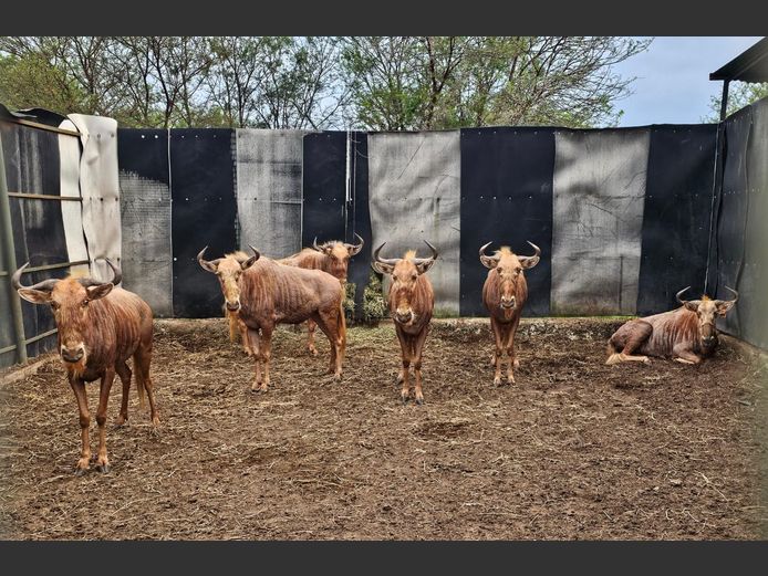 GOUE WILDEBEES | RDB SAFARIS