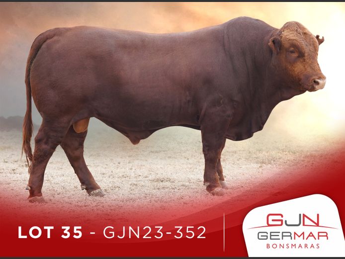 GJN230352