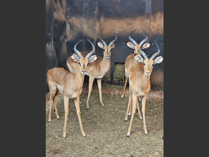 IMPALA | BIG HORN