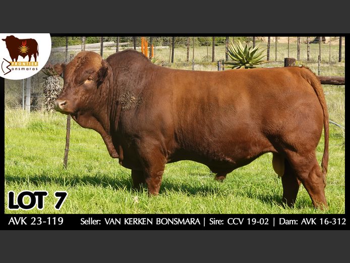 AVK 230119 | VAN KERKEN BONSMARA