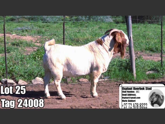 24008 | Osplaat Boerbokstoet