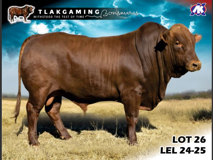 LEL240025 | LEE & SON