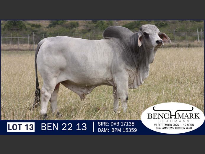 BEN2213 | NO 8 CATTLE COMPANY