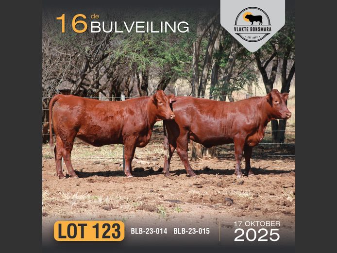 Commercial Animals | BOSLAND BOERDERY