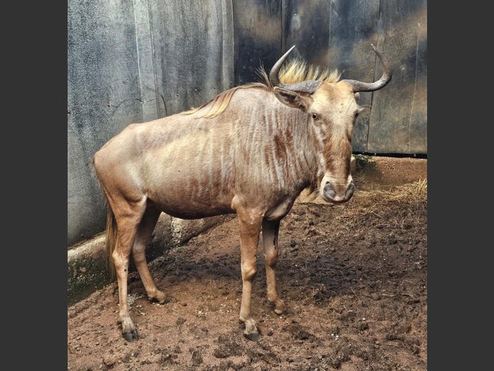 GOLDEN KINGS WILDEBEEST | FARM 258