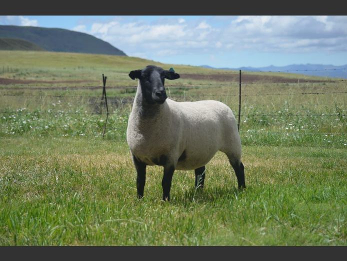 301 220276 | TWEESEUNS