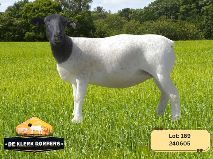 240605 | DE KLERK DORPERS
