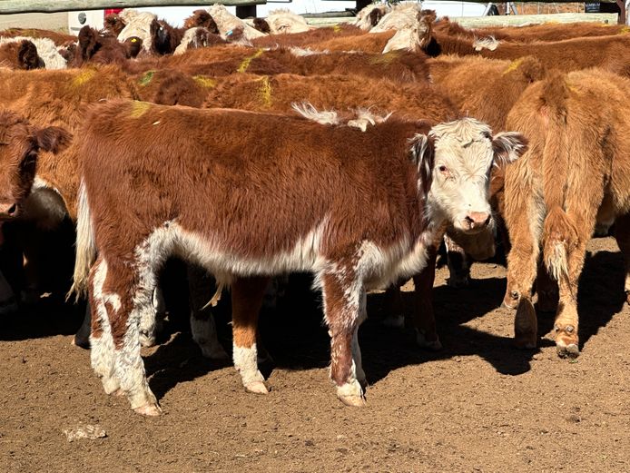 Weaners | D.H. Currie Farming Trust