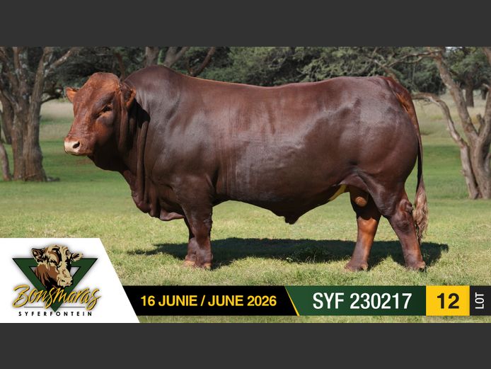 SYF230217 | SYFERFONTEIN BOERDERY