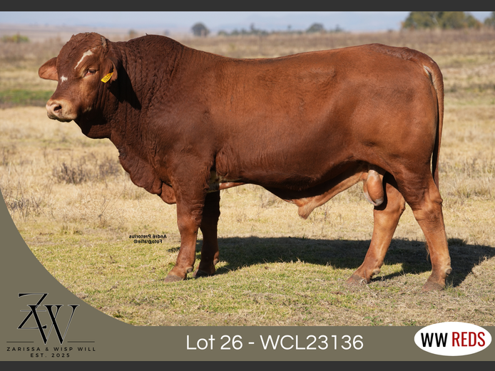 WCL23136 | WISP WILL REDS