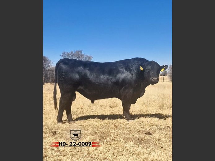 22-0009HD | MECKLENBURG BLACK ANGUS