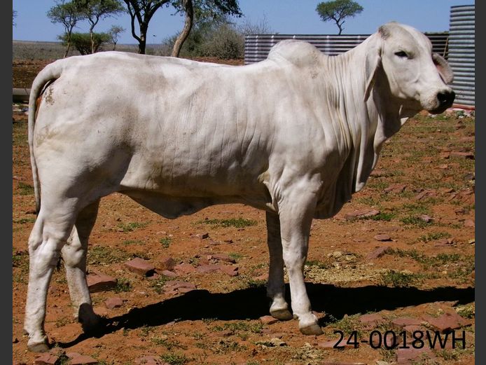 24-0018WH | SWARTRANTE BRAHMANE