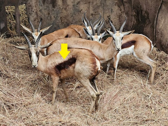 KOPER SPRINGBOK | VSB BOERDERY