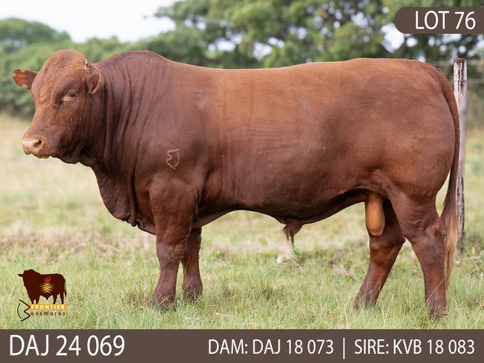 DAJ 240069 | J.D. STIRK
