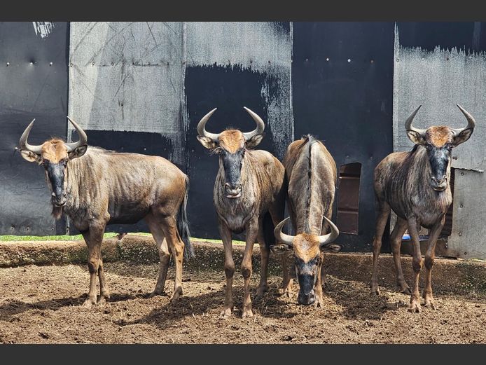 BLUEWILDEBEEST | FOREVER RESORT