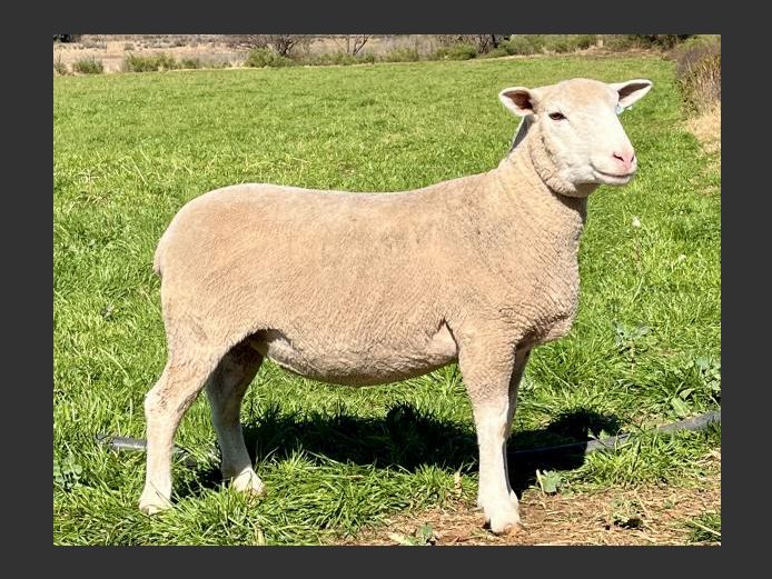 BS 240025 | HAGELAND ILE DE FRANCE