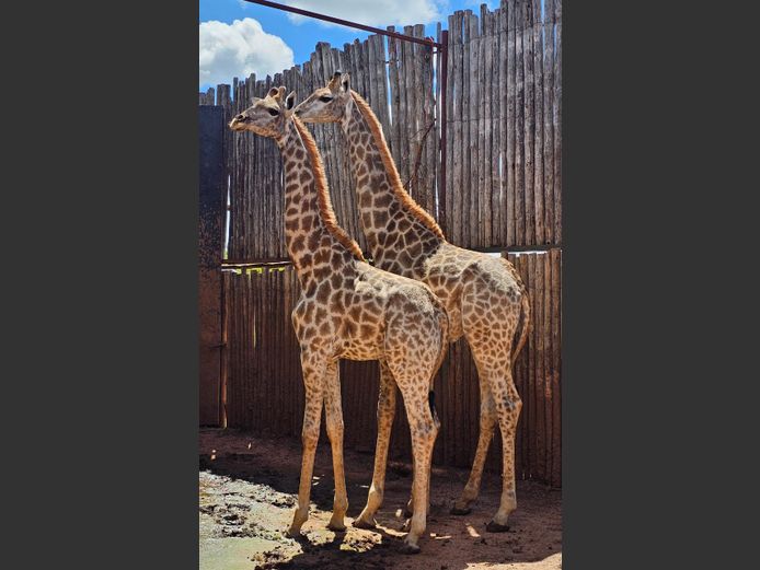GIRAFFE | FARM 258