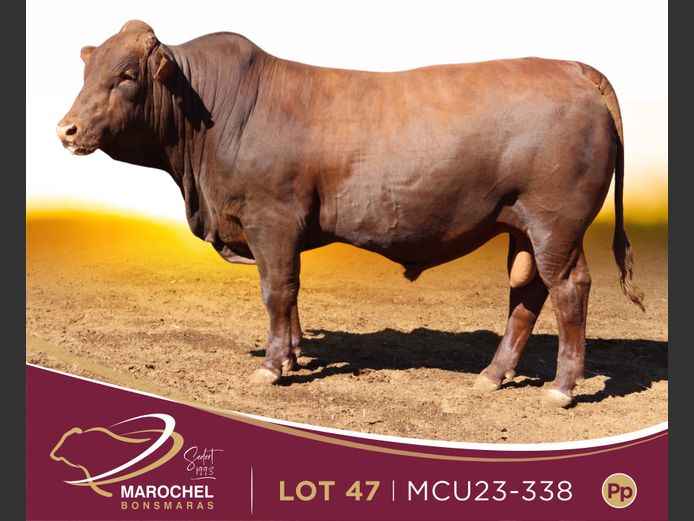 MCU 230338